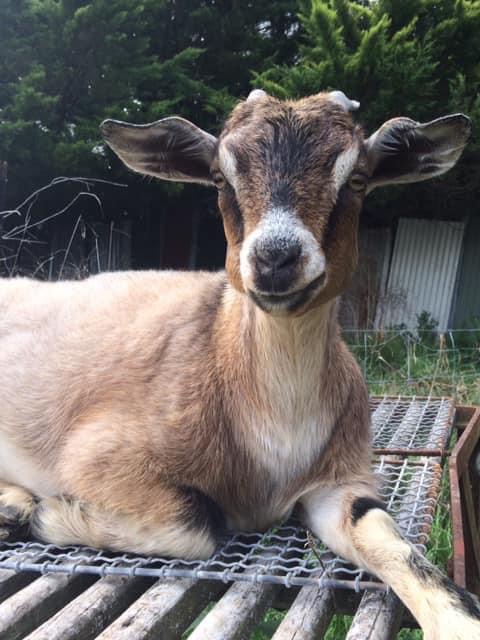 Rescued goat receiving care at the sanctuary