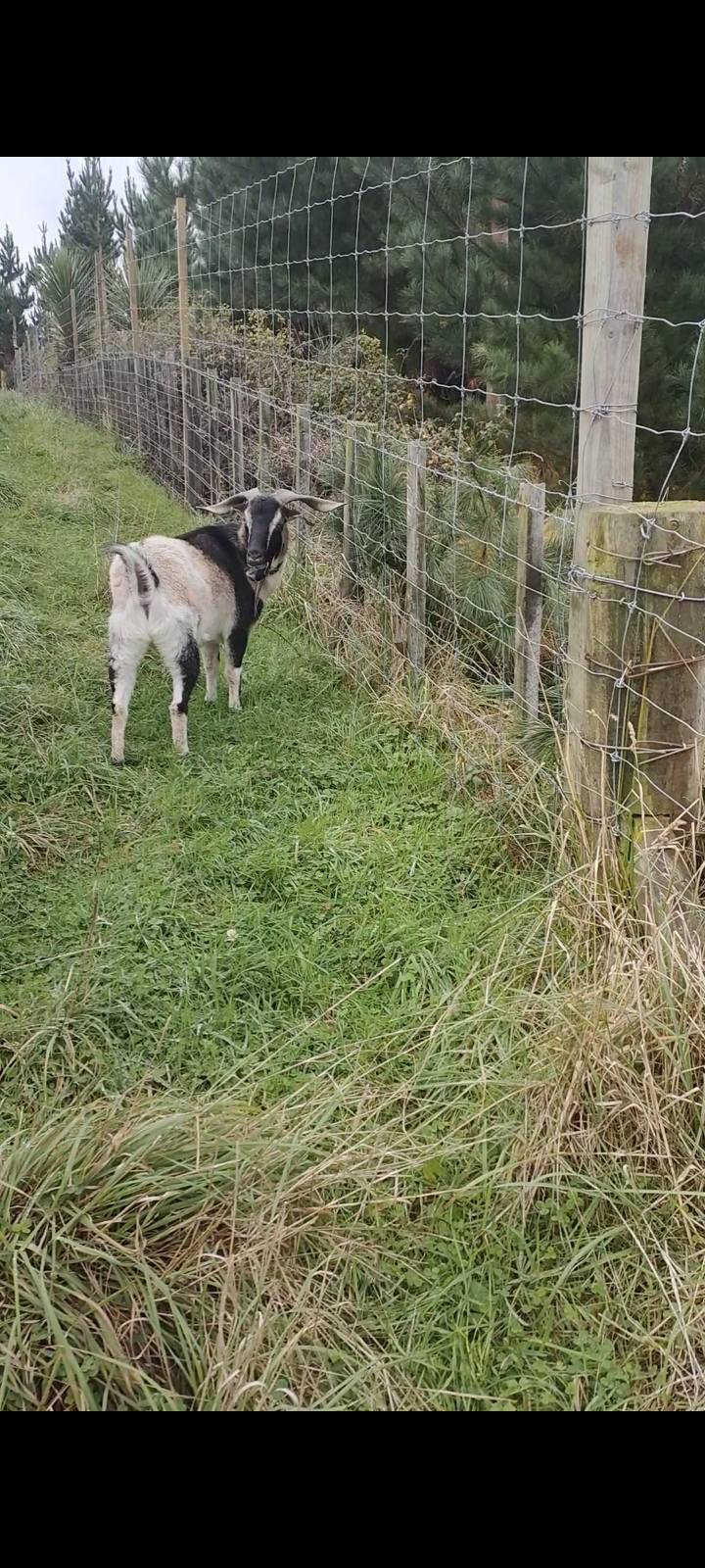 Gilby, a rescued black and white goat at the sanctuary