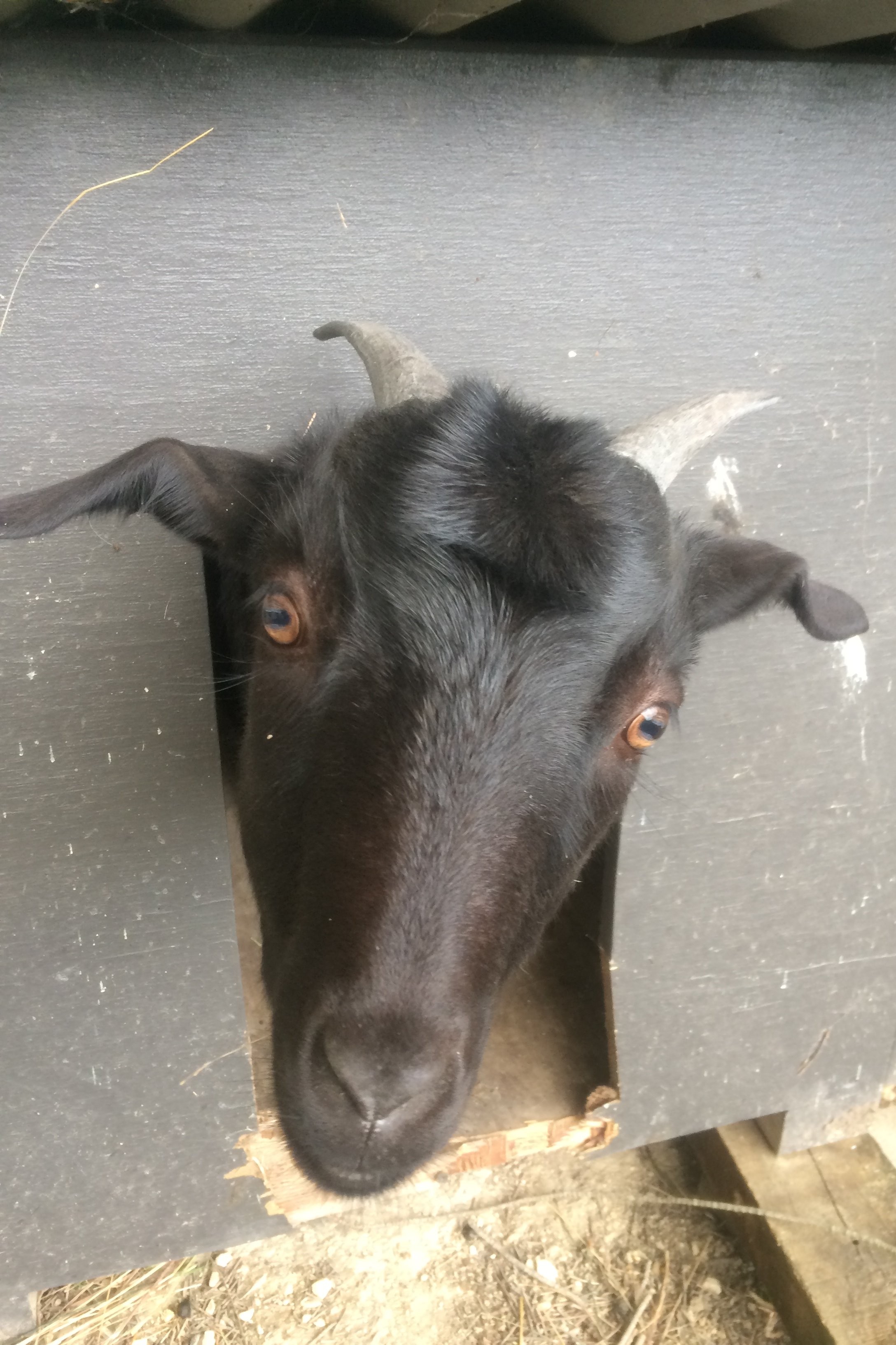 Jett, a young black goat peeking out of her hut