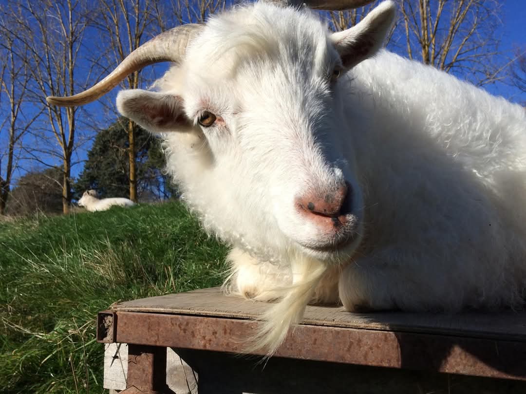 Leo, a rescued goat relaxing at the sanctuary