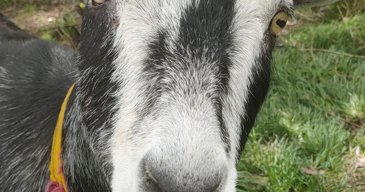 Goat Sanctuary NZ | Goat Rescue Hawke's Bay | Goat Welfare NZ
