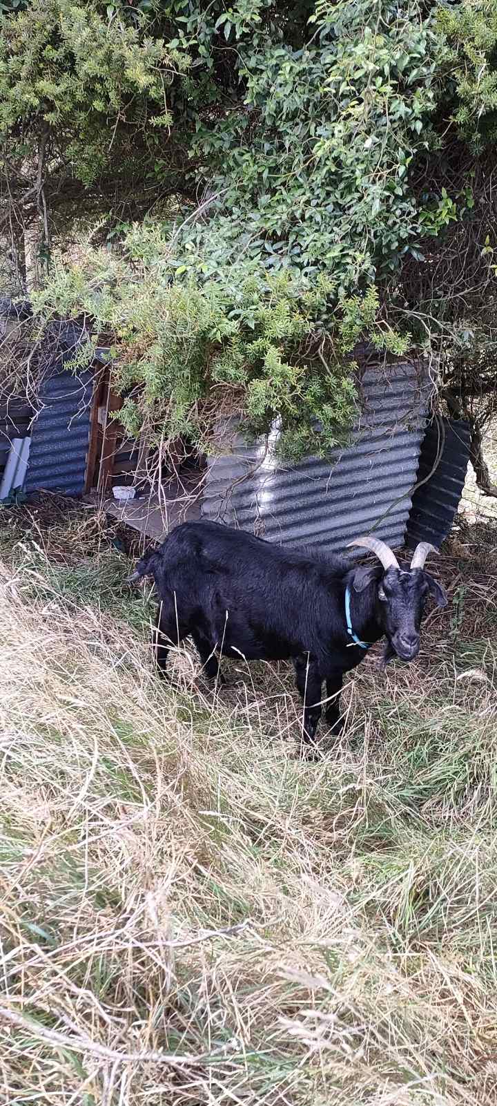 Roger, a cheeky black goat at the sanctuary