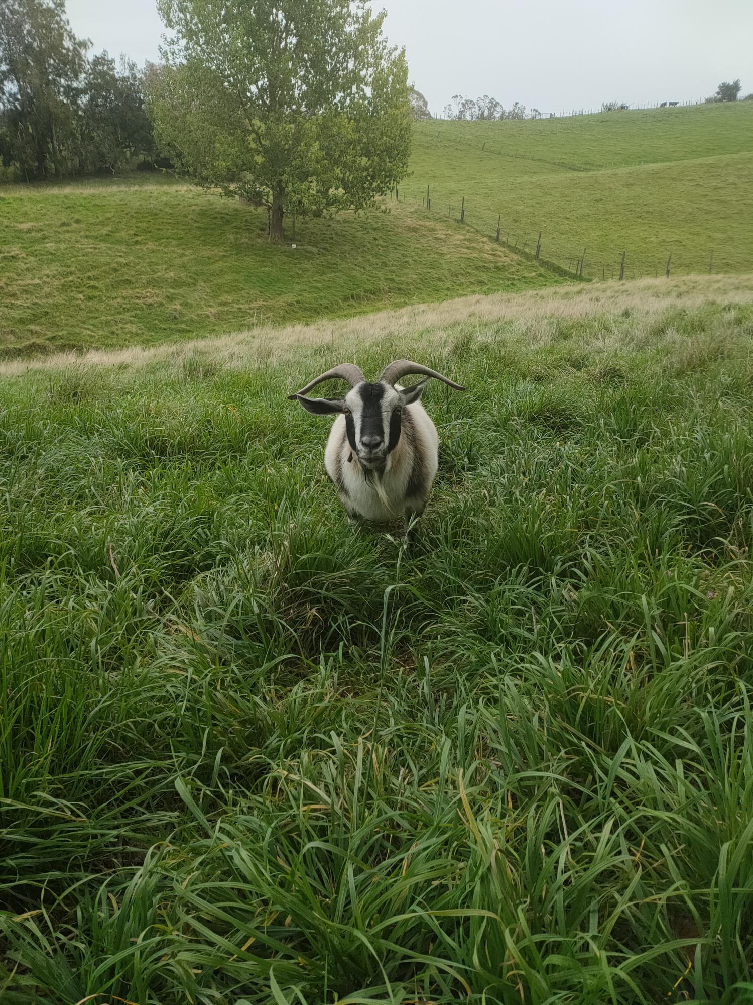 Rosie, a rescued goat at the sanctuary
