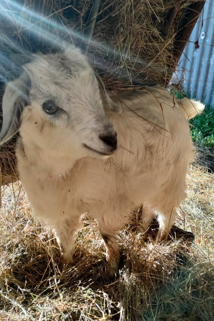 Rudi, a young rescued kid at the sanctuary