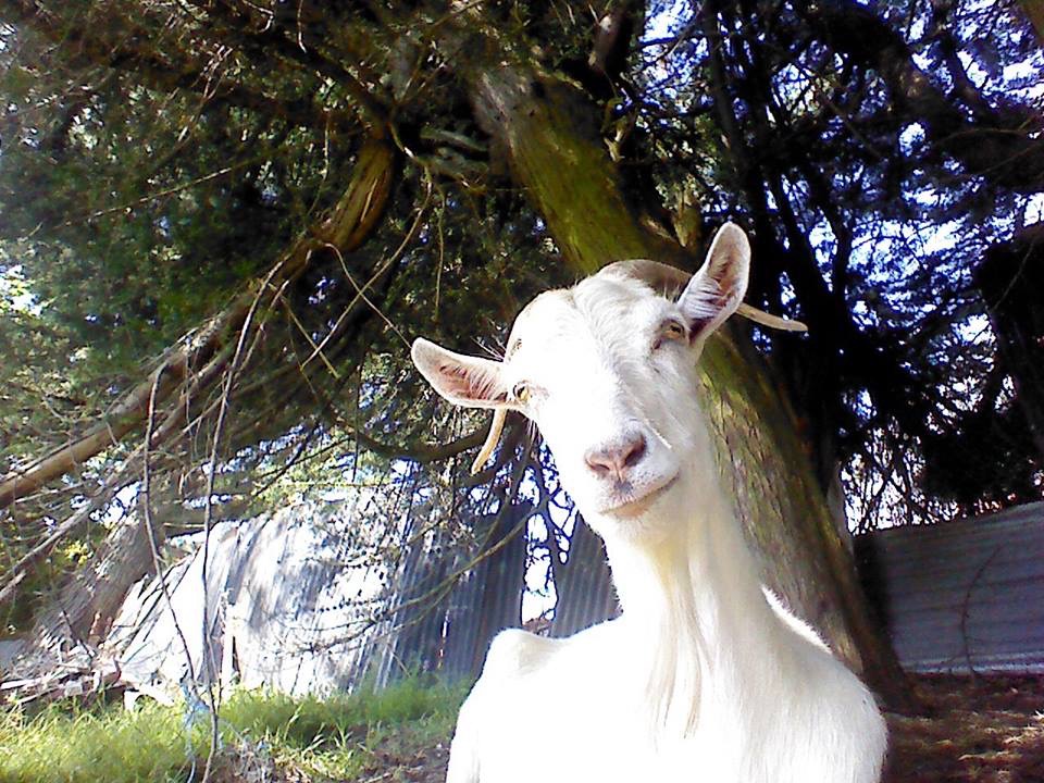 Spike, a rescued goat at Goat Welfare NZ sanctuary